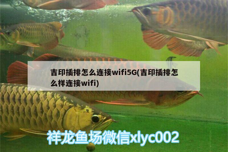 銀龍魚圖片 金龍魚 銀龍魚價格多少錢一條圖片