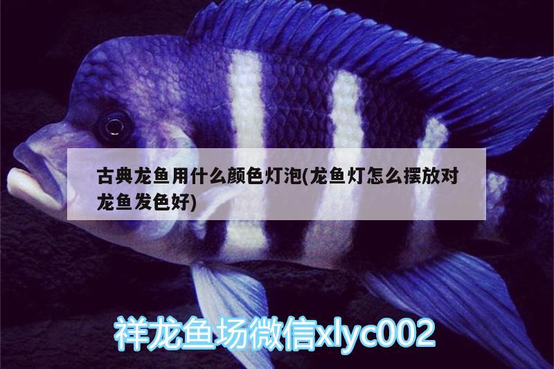 古典龍魚(yú)用什么顏色燈泡(龍魚(yú)燈怎么擺放對(duì)龍魚(yú)發(fā)色好)