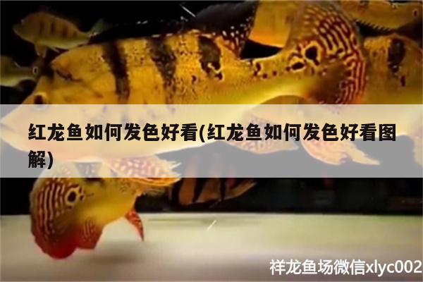 克拉瑪依觀賞魚市場新人求指點