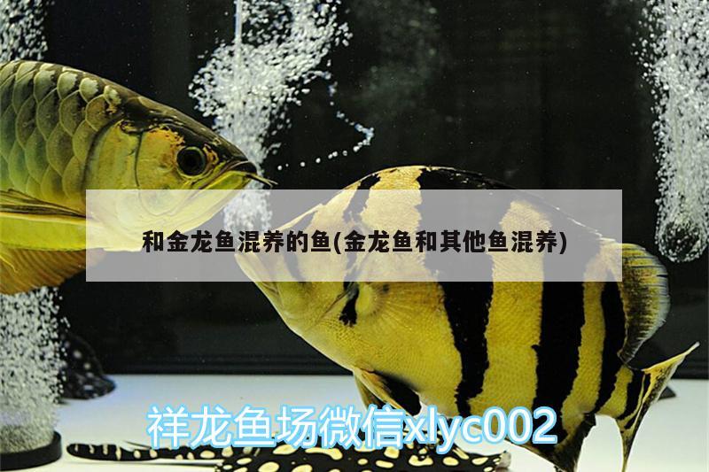 和金龍魚混養(yǎng)的魚(金龍魚和其他魚混養(yǎng)) 溫控設(shè)備