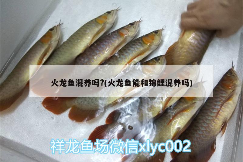 火龍魚(yú)混養(yǎng)嗎?(火龍魚(yú)能和錦鯉混養(yǎng)嗎) 廣州水族器材濾材批發(fā)市場(chǎng) 第1張