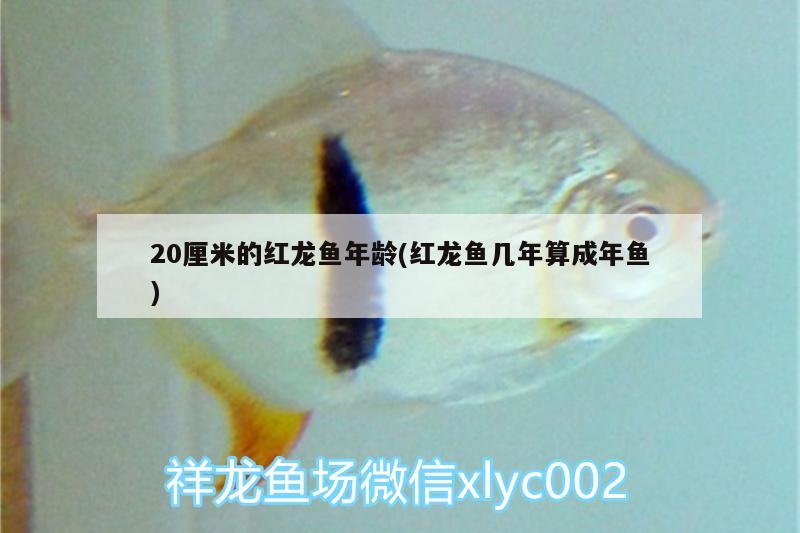 20厘米的紅龍魚年齡(紅龍魚幾年算成年魚)