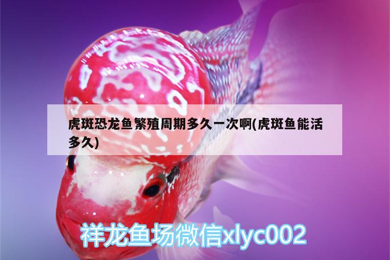 虎斑恐龍魚(yú)繁殖周期多久一次啊(虎斑魚(yú)能活多久)