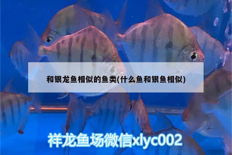 和銀龍魚相似的魚類(什么魚和銀魚相似) 銀龍魚