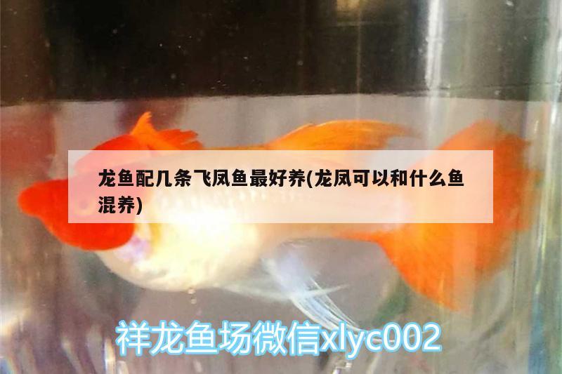 龍魚配幾條飛鳳魚最好養(yǎng)(龍鳳可以和什么魚混養(yǎng))