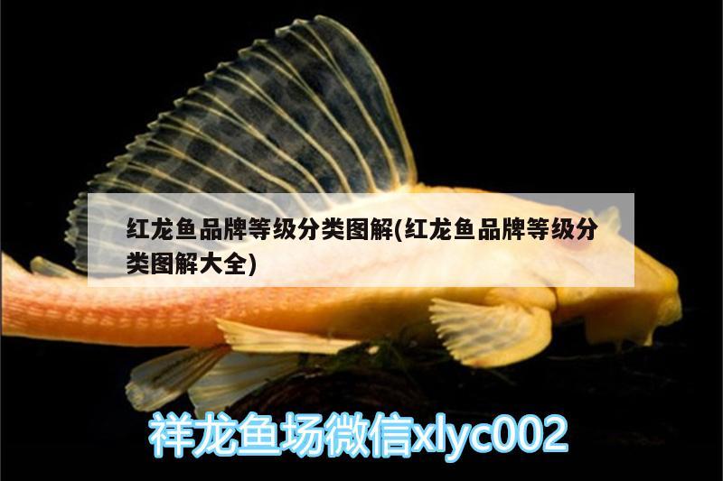 紅龍魚品牌等級分類圖解(紅龍魚品牌等級分類圖解大全)