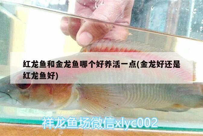 紅龍魚(yú)和金龍魚(yú)哪個(gè)好養(yǎng)活一點(diǎn)(金龍好還是紅龍魚(yú)好) 虎紋銀版魚(yú)