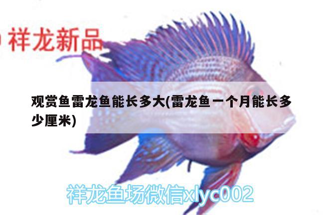 觀賞魚雷龍魚能長多大(雷龍魚一個月能長多少厘米)