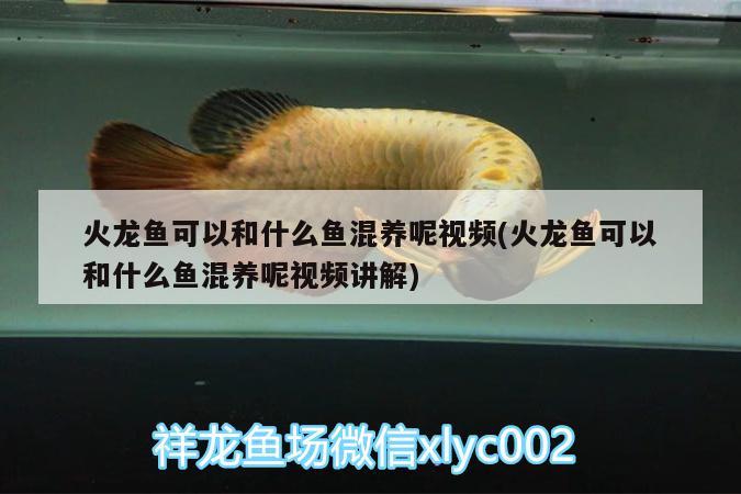 火龍魚可以和什么魚混養(yǎng)呢視頻(火龍魚可以和什么魚混養(yǎng)呢視頻講解) 廣州水族器材濾材批發(fā)市場