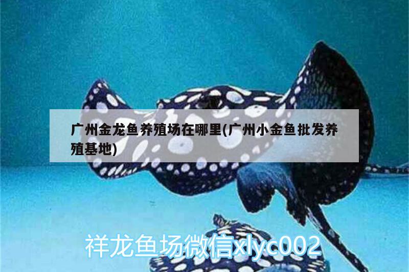 廣州金龍魚養(yǎng)殖場(chǎng)在哪里(廣州小金魚批發(fā)養(yǎng)殖基地) 銀古魚苗