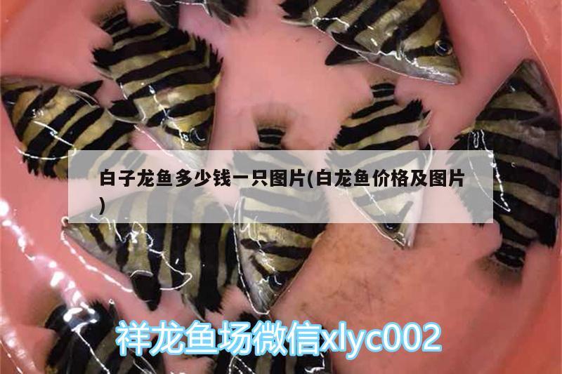 白子龍魚多少錢一只圖片(白龍魚價格及圖片)