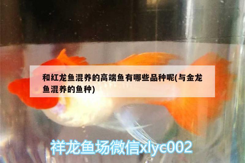 和紅龍魚混養(yǎng)的高端魚有哪些品種呢(與金龍魚混養(yǎng)的魚種)