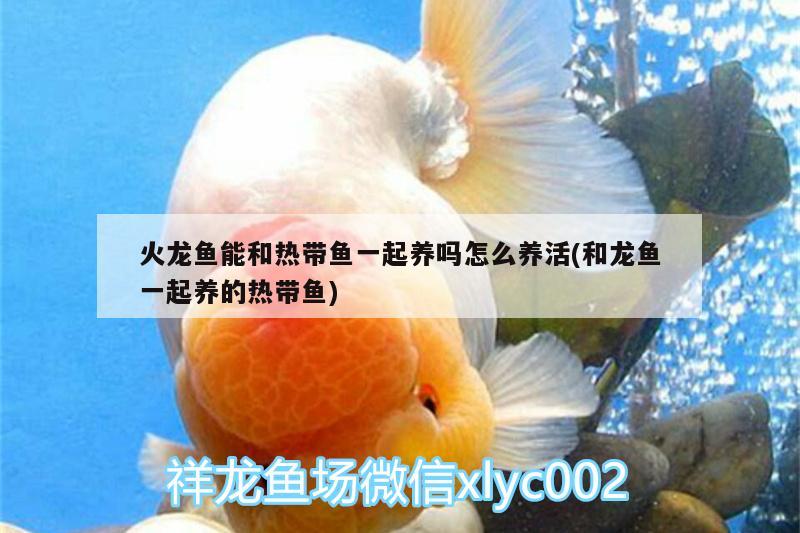 火龍魚能和熱帶魚一起養(yǎng)嗎怎么養(yǎng)活(和龍魚一起養(yǎng)的熱帶魚) 新加坡號半紅龍魚（練手級紅龍魚）