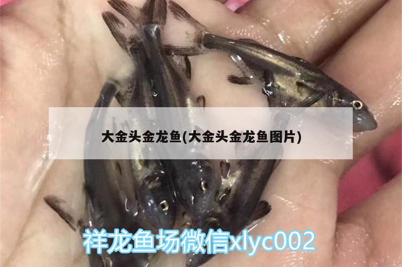 大金頭金龍魚(大金頭金龍魚圖片)