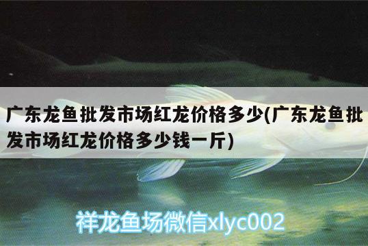 廣東龍魚批發(fā)市場紅龍價(jià)格多少(廣東龍魚批發(fā)市場紅龍價(jià)格多少錢一斤)