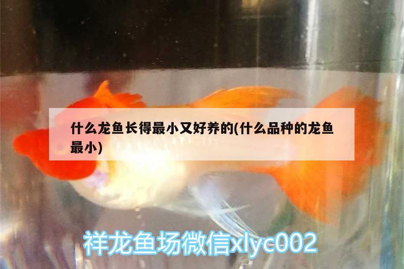 什么龍魚(yú)長(zhǎng)得最小又好養(yǎng)的(什么品種的龍魚(yú)最小) 黑水素