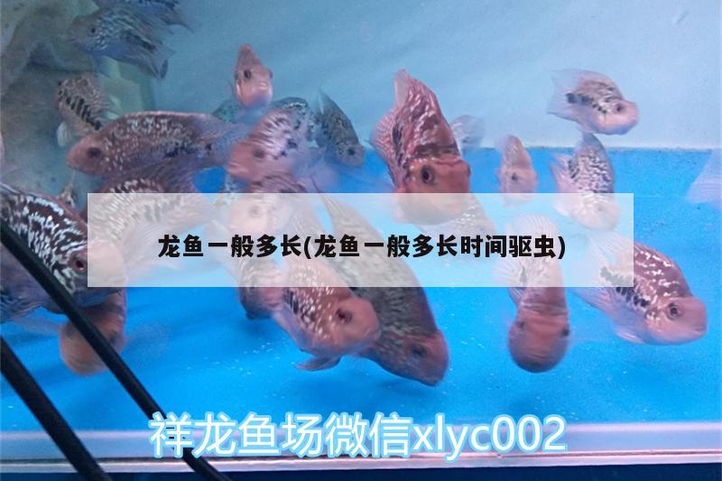 赤峰水族批發(fā)市場(chǎng)在哪兒呀多少錢 赤峰淡水魚批發(fā)市場(chǎng) 銀龍魚苗