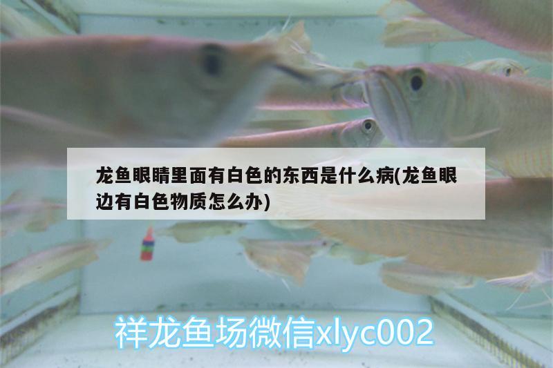 龍魚眼睛里面有白色的東西是什么病(龍魚眼邊有白色物質(zhì)怎么辦)