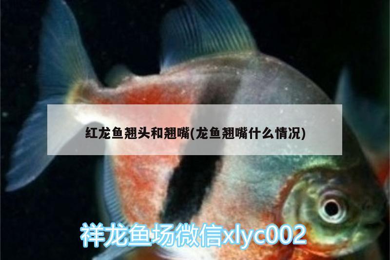 紅龍魚(yú)翹頭和翹嘴(龍魚(yú)翹嘴什么情況)