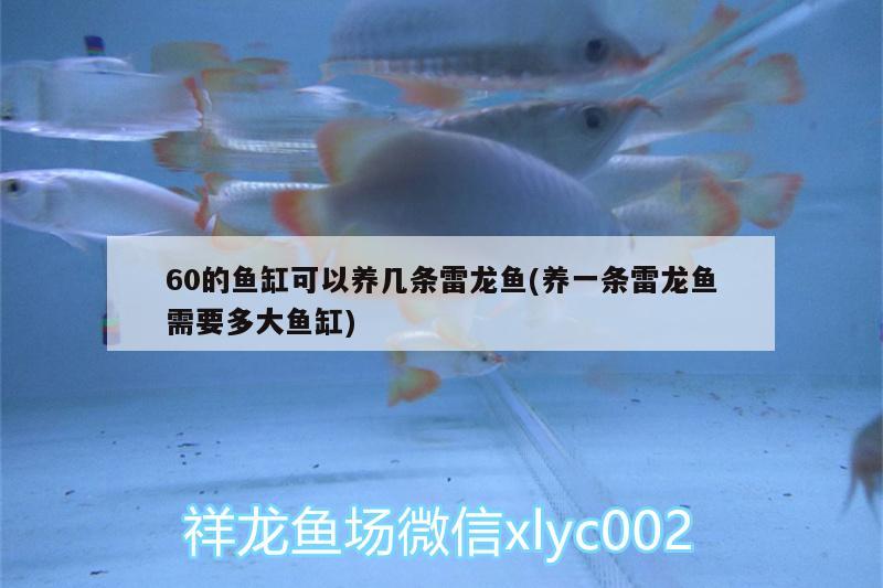 60的魚缸可以養(yǎng)幾條雷龍魚(養(yǎng)一條雷龍魚需要多大魚缸) 大嘴鯨魚