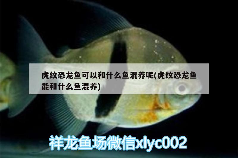 虎紋恐龍魚可以和什么魚混養(yǎng)呢(虎紋恐龍魚能和什么魚混養(yǎng))