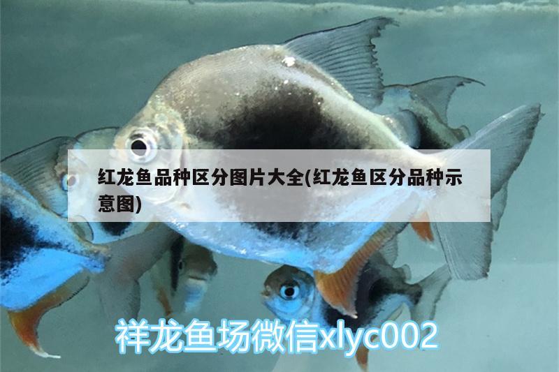 魚的共同特征是什么 野彩魚 第2張