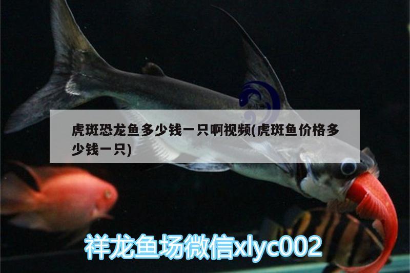 虎斑恐龍魚多少錢一只啊視頻(虎斑魚價格多少錢一只) 虎斑恐龍魚