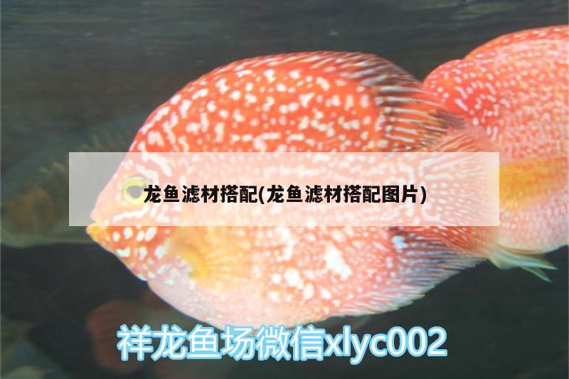 龍魚濾材搭配(龍魚濾材搭配圖片) 祥龍龍魚魚糧