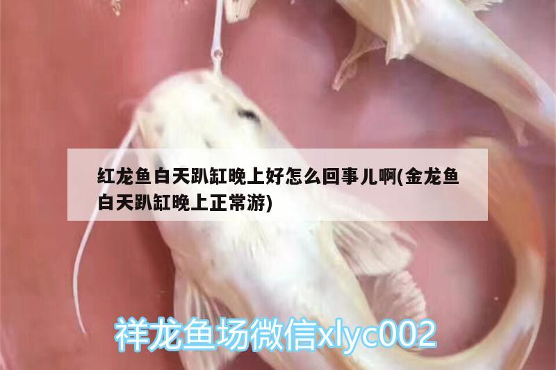 紅龍魚白天趴缸晚上好怎么回事兒啊(金龍魚白天趴缸晚上正常游)