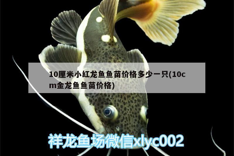 10厘米小紅龍魚魚苗價(jià)格多少一只(10cm金龍魚魚苗價(jià)格)