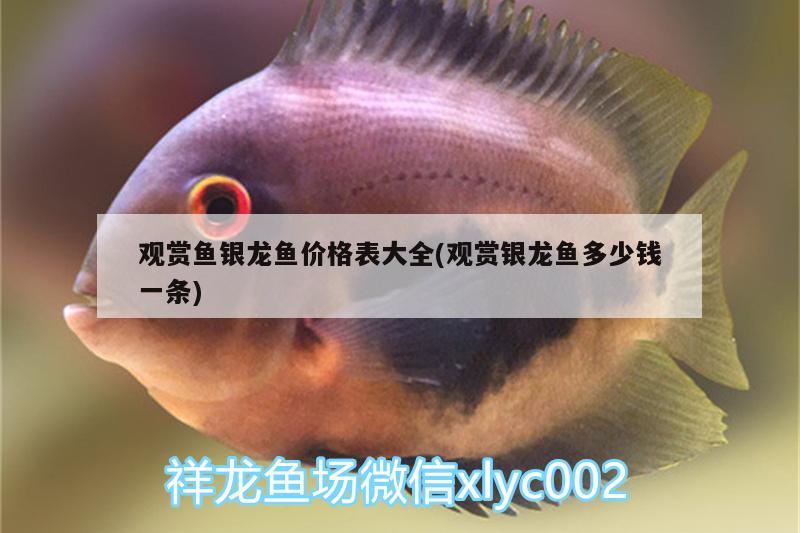 觀賞魚銀龍魚價(jià)格表大全(觀賞銀龍魚多少錢一條) 銀龍魚百科