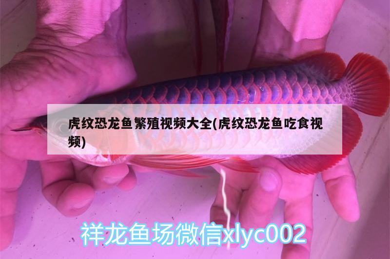 不同品種的瑪麗魚能配對嗎，觀賞魚種類 觀賞魚 第2張