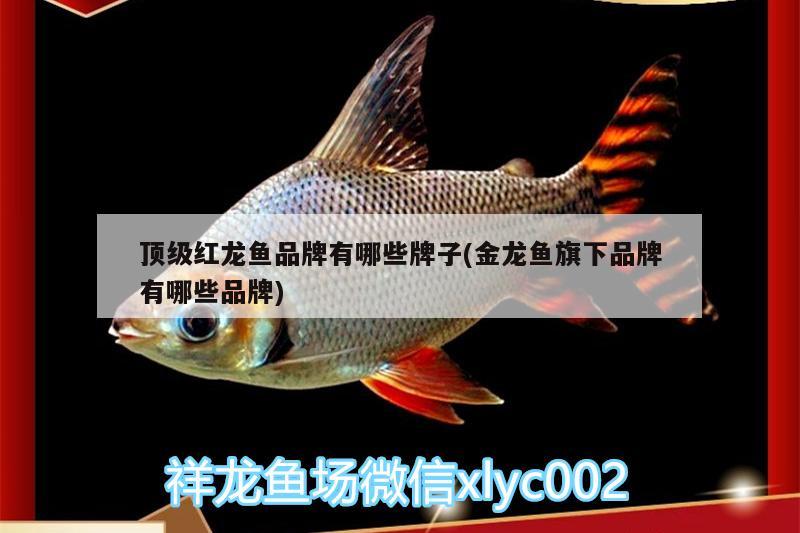 小魚(yú)缸過(guò)濾器安裝視頻教程全過(guò)程(小魚(yú)缸過(guò)濾器安裝視頻教程全過(guò)程下載)