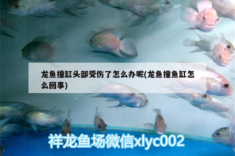 龍魚(yú)撞缸頭部受傷了怎么辦呢(龍魚(yú)撞魚(yú)缸怎么回事)