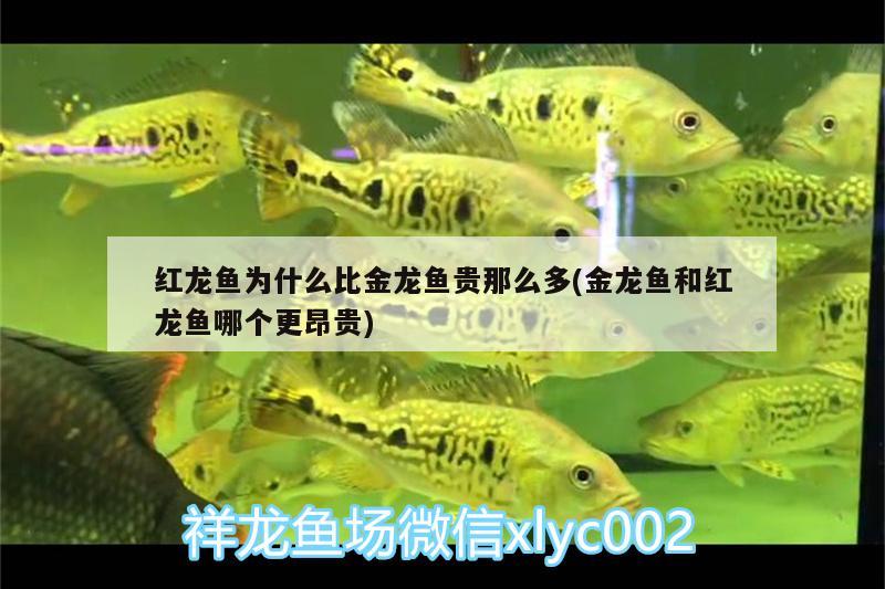 紅龍魚為什么比金龍魚貴那么多(金龍魚和紅龍魚哪個更昂貴)