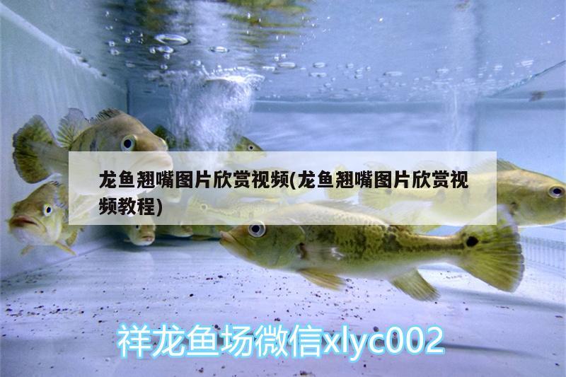 魚缸水綠怎么清除 魚缸水綠怎么清除藻類