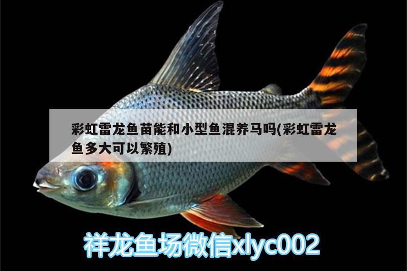 彩虹雷龍魚苗能和小型魚混養(yǎng)馬嗎(彩虹雷龍魚多大可以繁殖)