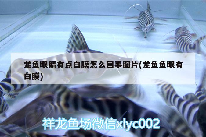 龍魚眼睛有點白膜怎么回事圖片(龍魚魚眼有白膜) 銀河星鉆魚