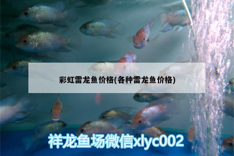 彩虹雷龍魚價格(各種雷龍魚價格) 小型觀賞魚