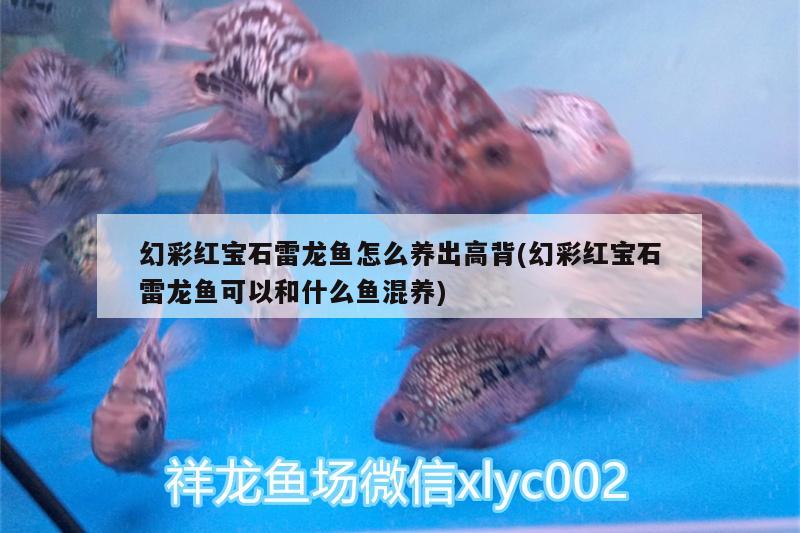 幻彩紅寶石雷龍魚怎么養(yǎng)出高背(幻彩紅寶石雷龍魚可以和什么魚混養(yǎng))