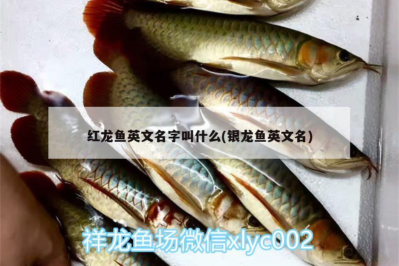 紅龍魚英文名字叫什么(銀龍魚英文名)