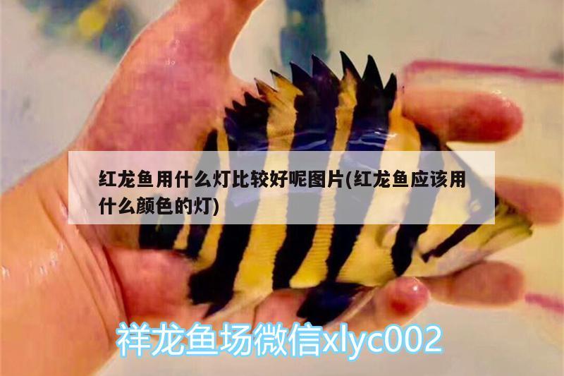 仟湖水族有限公司的廣告介紹：廣州仟湖水族寵物用品有限公司