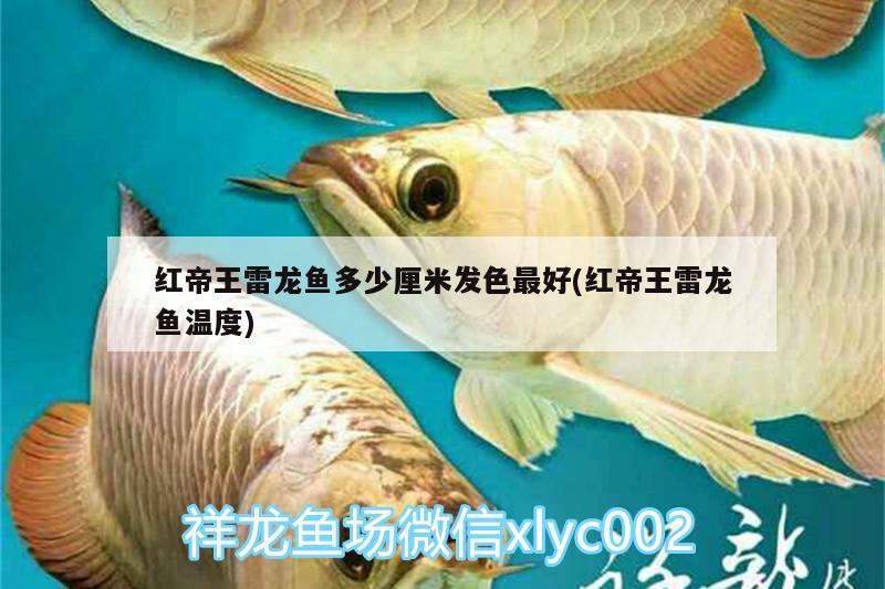 紅帝王雷龍魚多少厘米發(fā)色最好(紅帝王雷龍魚溫度)