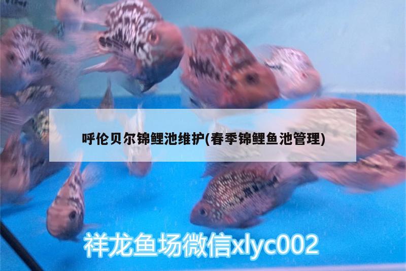 呼倫貝爾錦鯉池維護(hù)(春季錦鯉魚池管理)