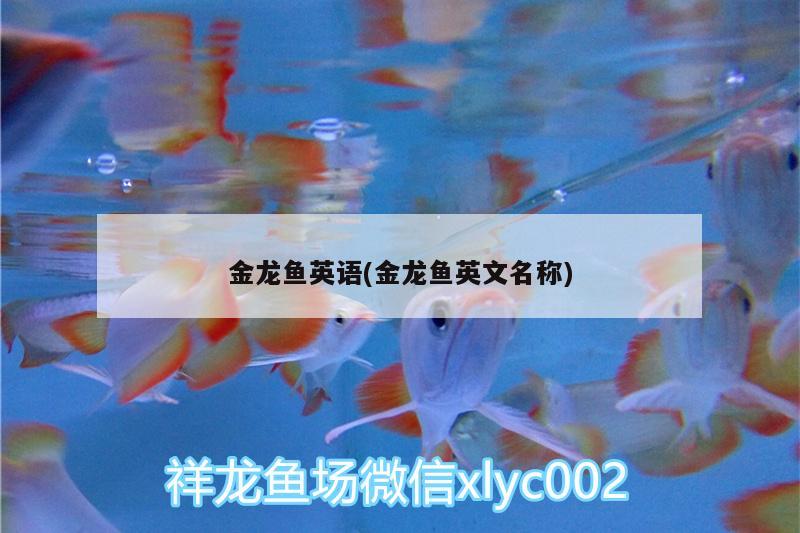 金龍魚英語(金龍魚英文名稱)