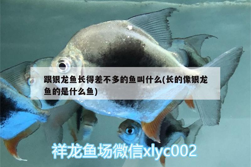 跟銀龍魚長(zhǎng)得差不多的魚叫什么(長(zhǎng)的像銀龍魚的是什么魚) 銀龍魚百科