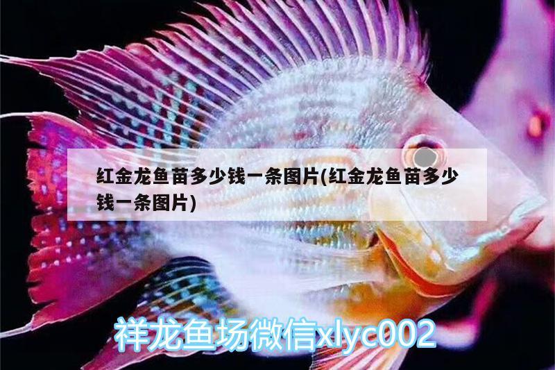 紅金龍魚苗多少錢一條圖片(紅金龍魚苗多少錢一條圖片) 銀河星鉆魚