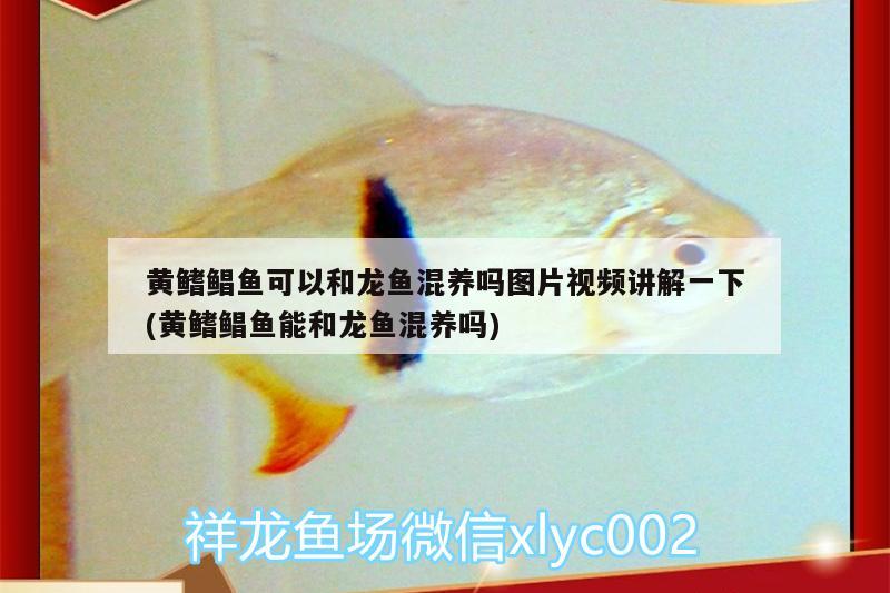 黃鰭鯧魚可以和龍魚混養(yǎng)嗎圖片視頻講解一下(黃鰭鯧魚能和龍魚混養(yǎng)嗎) 黃鰭鯧魚