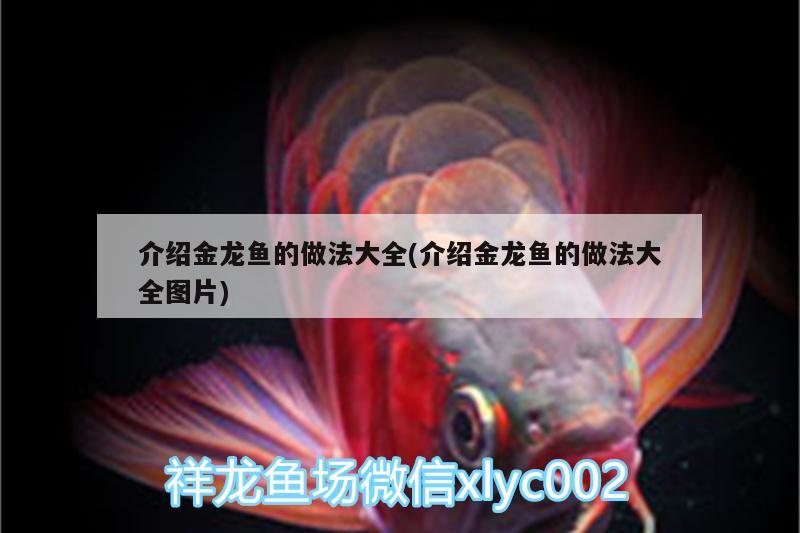 介紹金龍魚(yú)的做法大全(介紹金龍魚(yú)的做法大全圖片) 埃及神仙魚(yú)