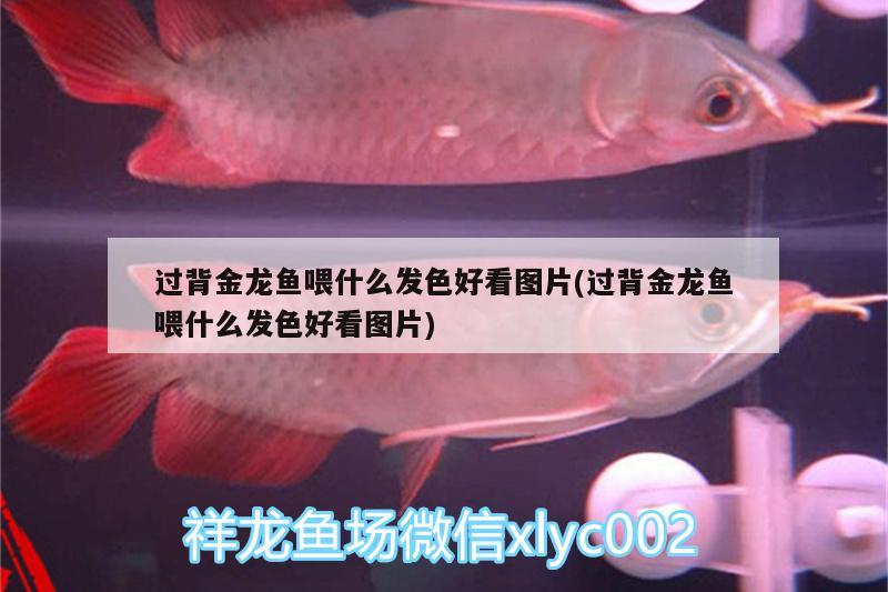 二手彩蝶魚(yú)缸值得買么（彩蝶老款魚(yú)缸） 蘇虎